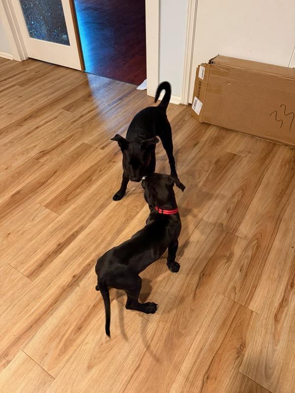 Bandit, an adopted mixed breed in Amity, OR image 6/6