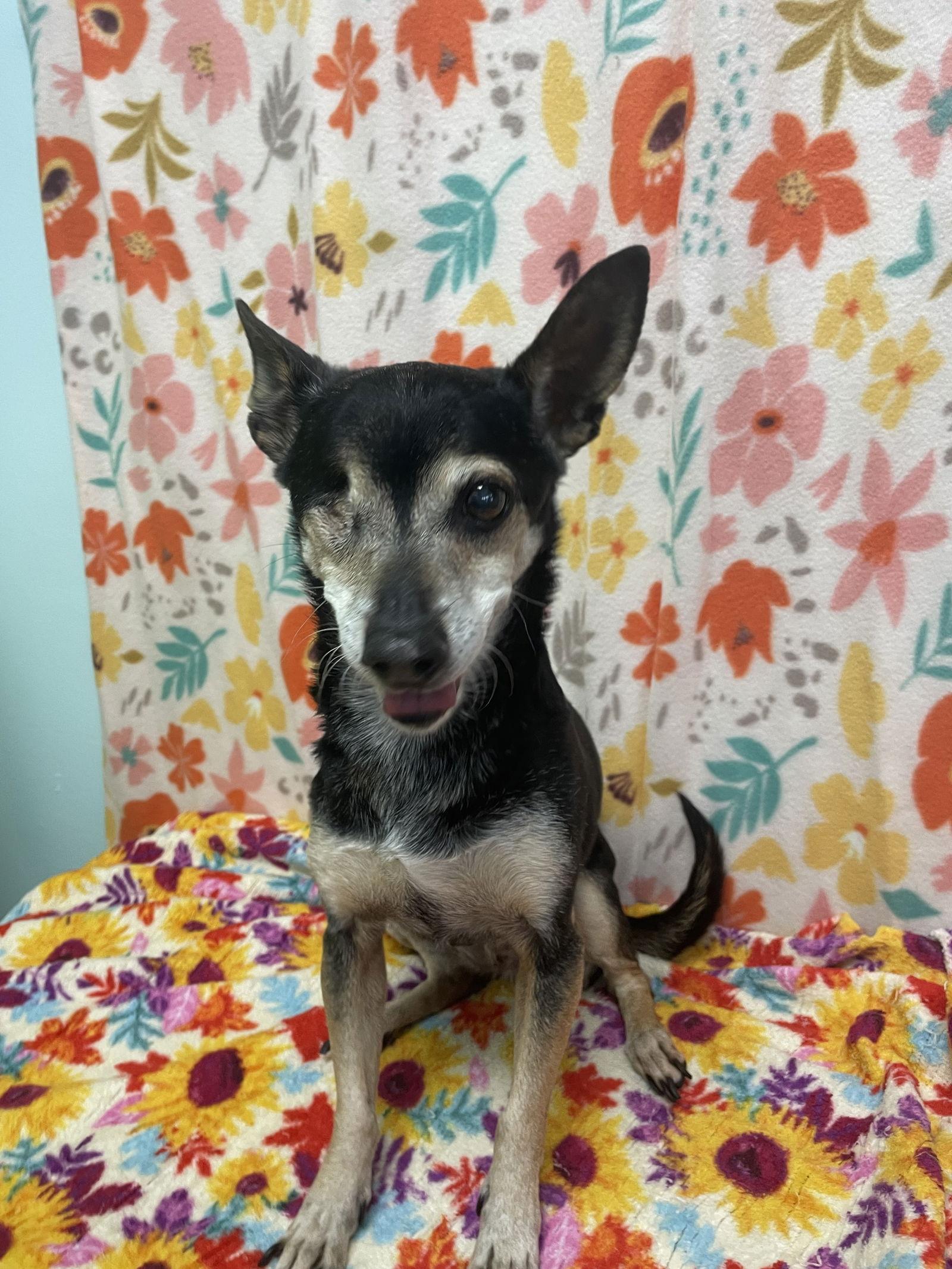 Tilly, Adoptable, Senior Female Dachshund & Chihuahua.