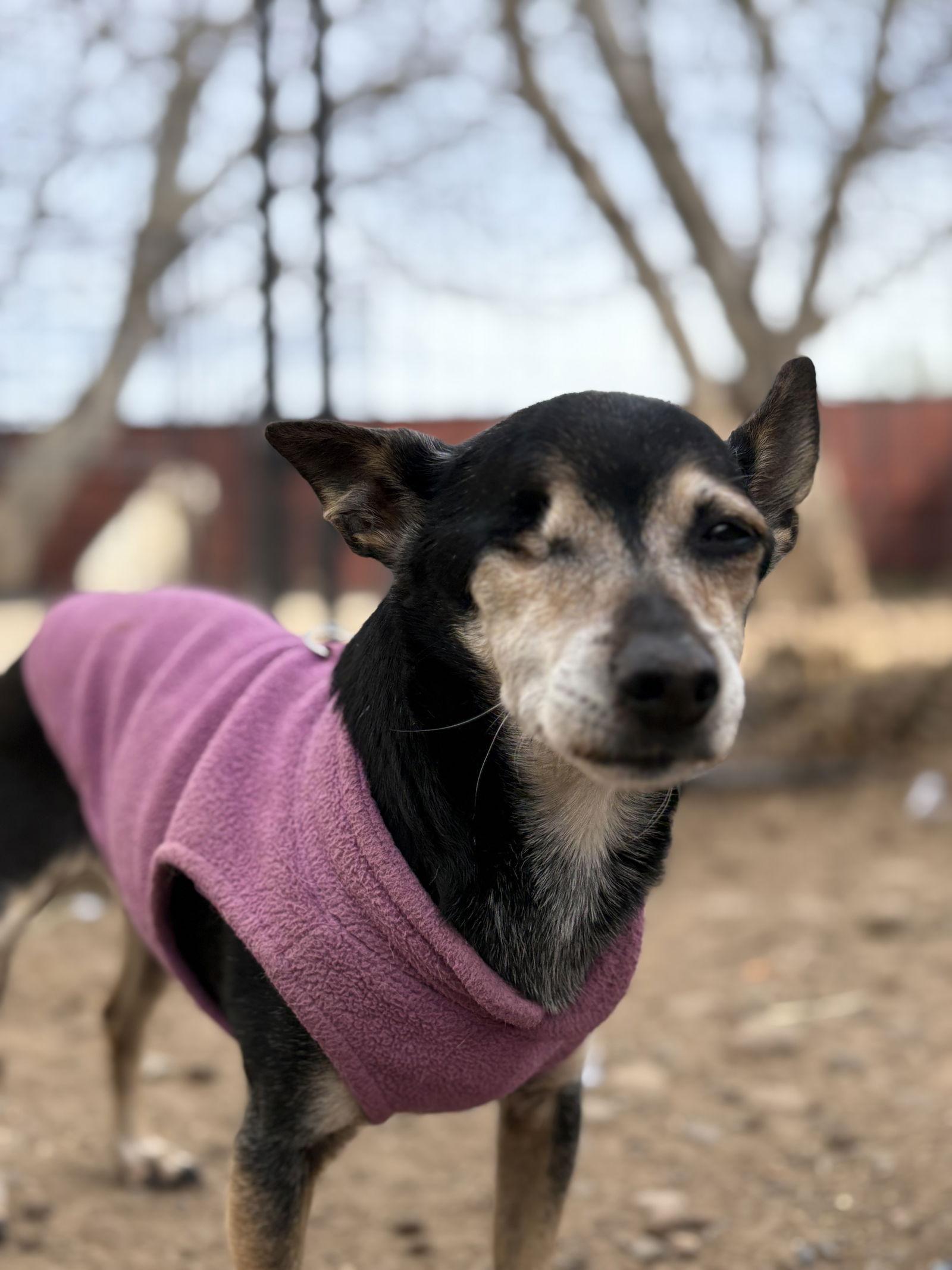 Enlarge Tilly, a Adoptable mixed breed in Chico, CA image 2/3