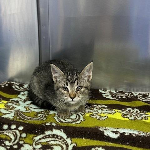 Enlarge Junia, a Adoptable Domestic Short Hair in Coos Bay, OR image 1/1