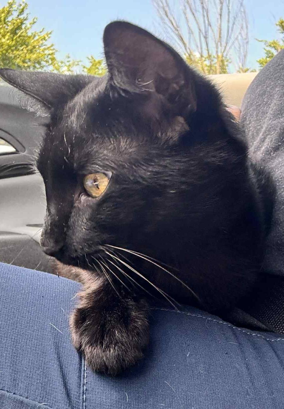 Parker, Adoptable, Adult Male Domestic Short Hair.