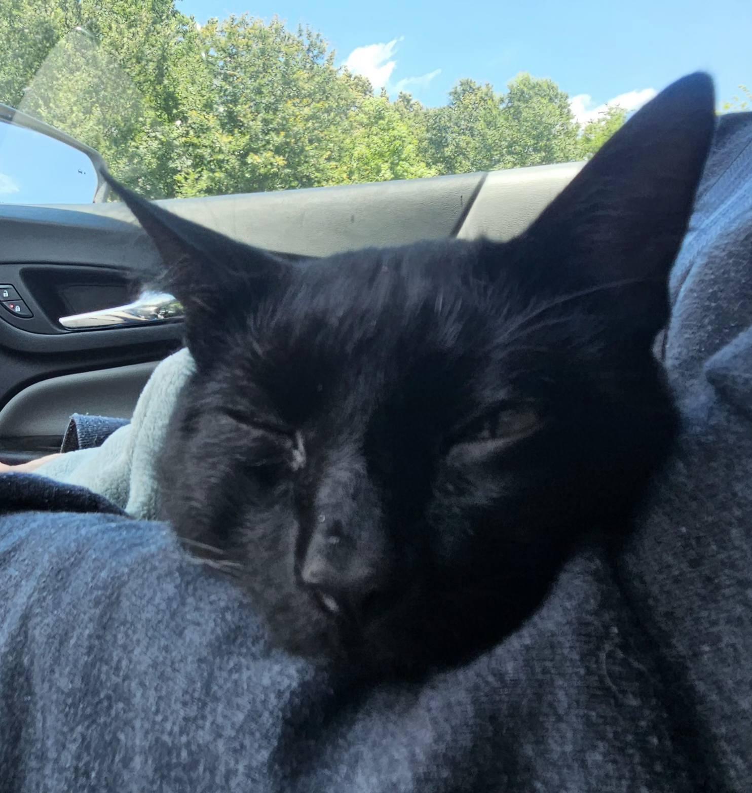 Parker, a Adoptable Domestic Short Hair in Mount Pleasant, TX image 2/3