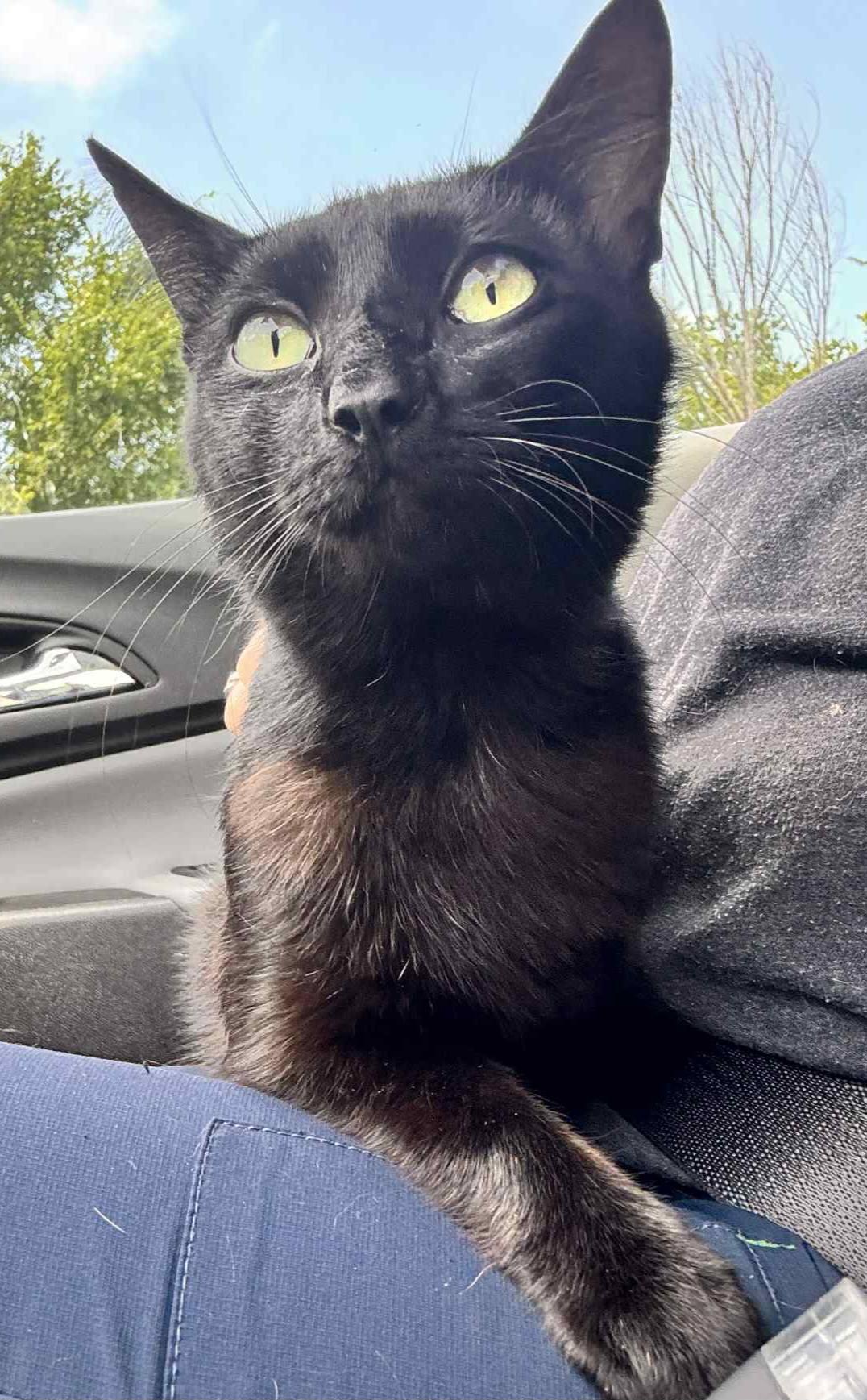 Parker, a Adoptable Domestic Short Hair in Mount Pleasant, TX image 3/3