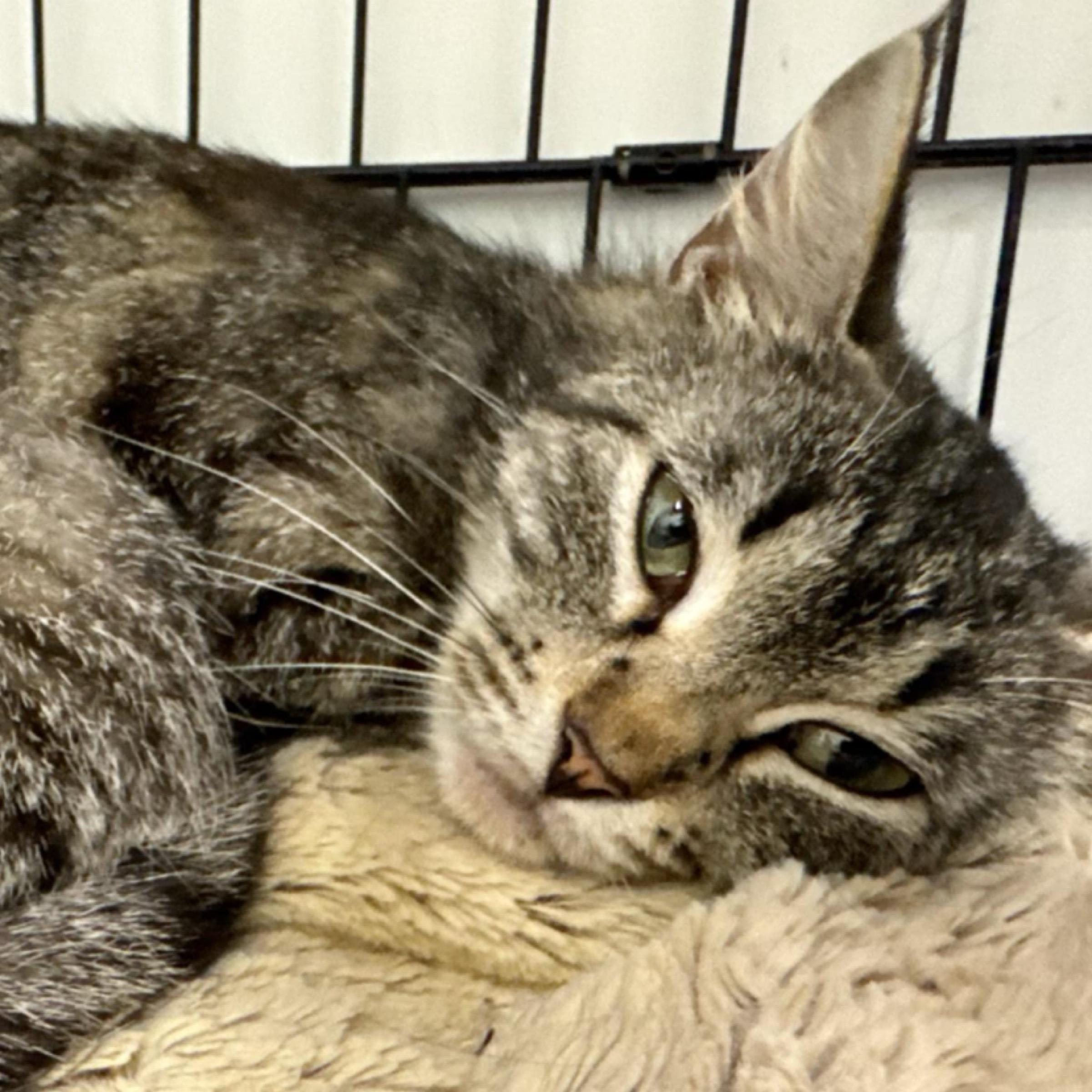 Alyx — thumbnail 5