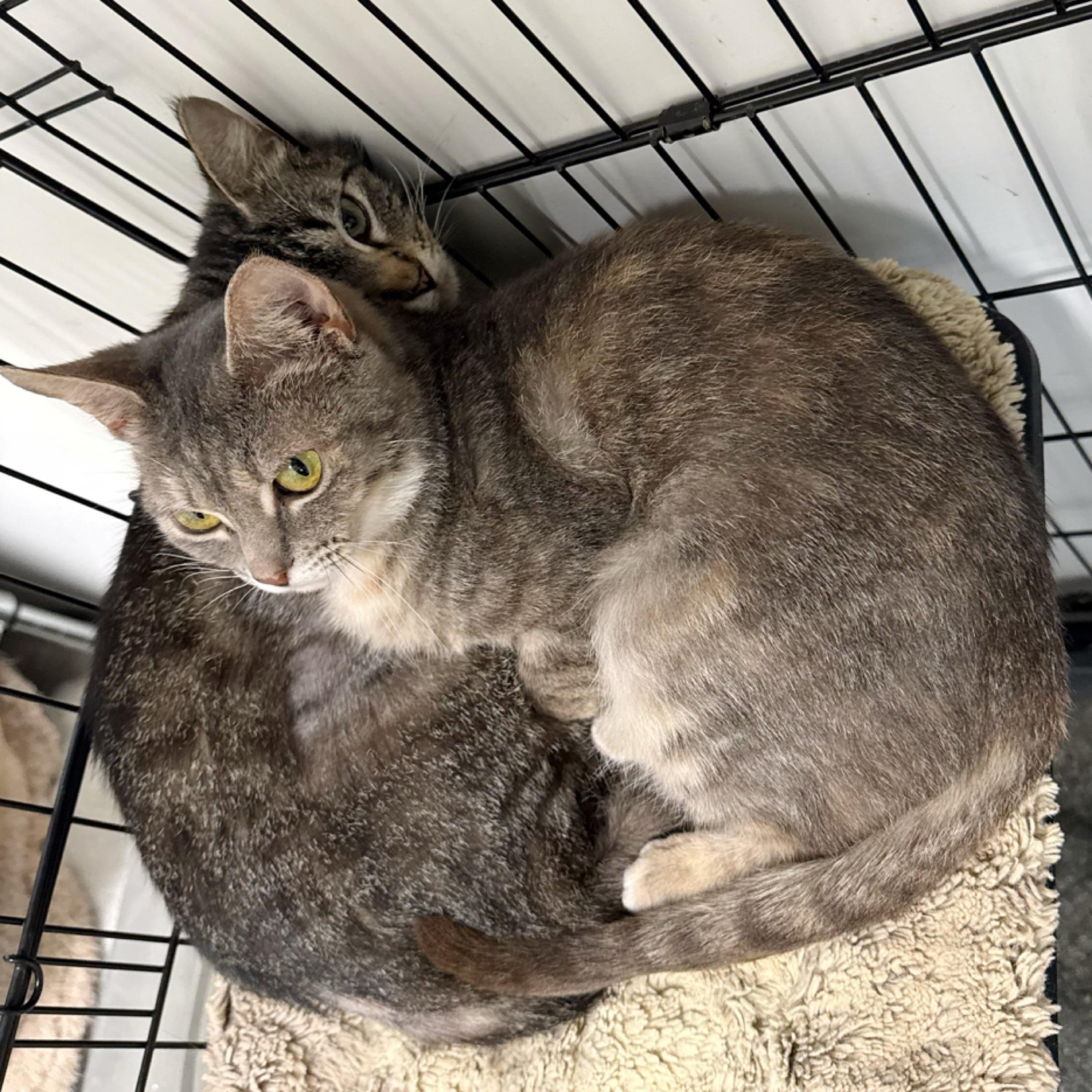 Alyx — thumbnail 6