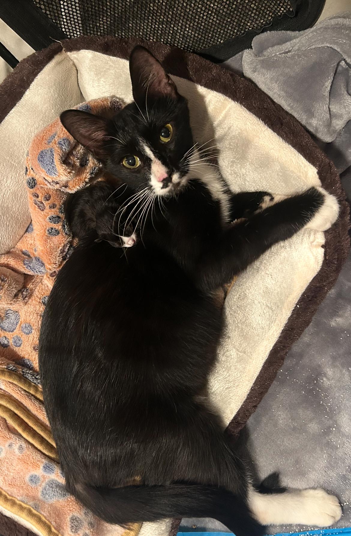 Enlarge Natasha, a Adoptable Domestic Short Hair in Hellertown, PA image 1/1