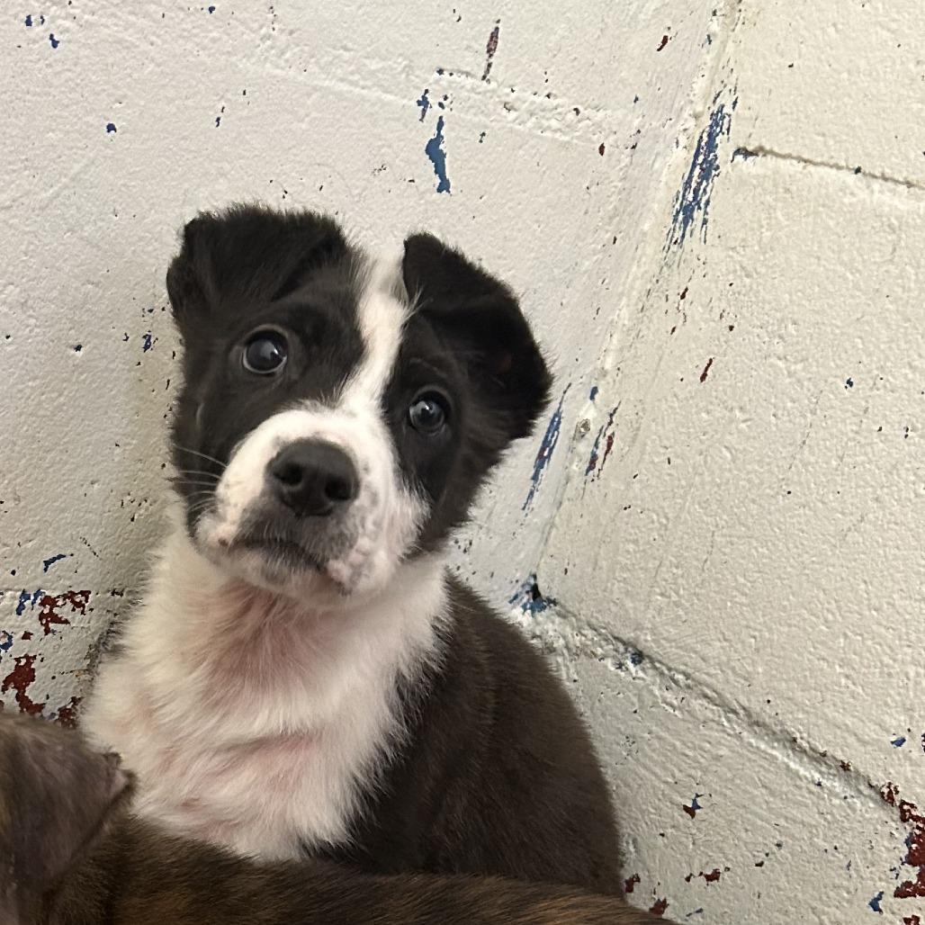 Micah Bell, Adoptable, Young Male English Bulldog.