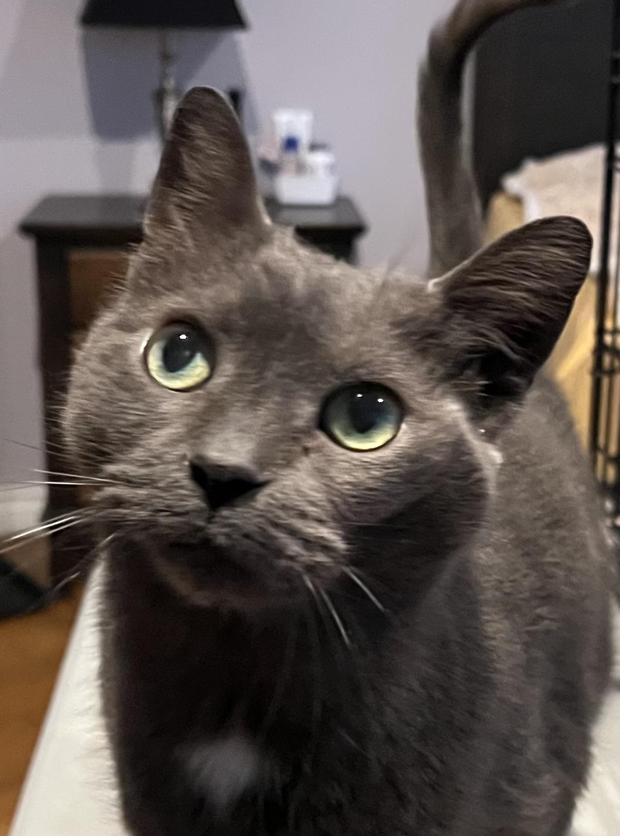 Gray, a ADOPTABLE Domestic Short Hair in Pickering, ON image 1/2