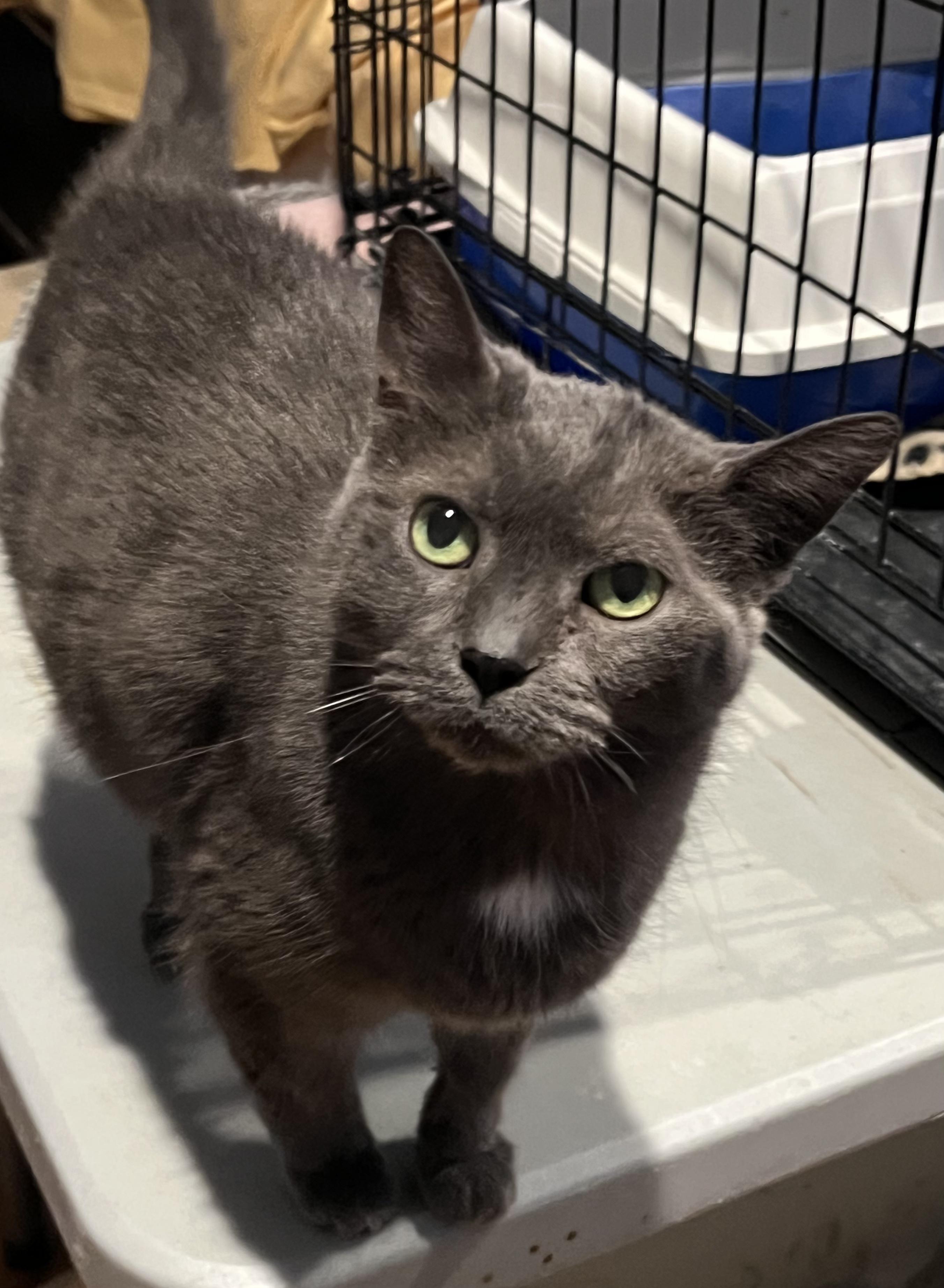 Gray, a ADOPTABLE Domestic Short Hair in Pickering, ON image 2/2
