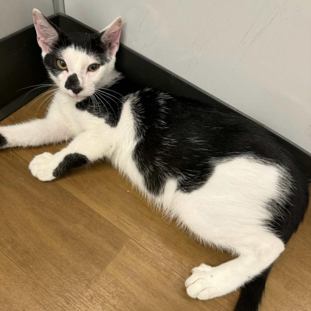 Morgan, Adoptable, Young Male Domestic Short Hair.