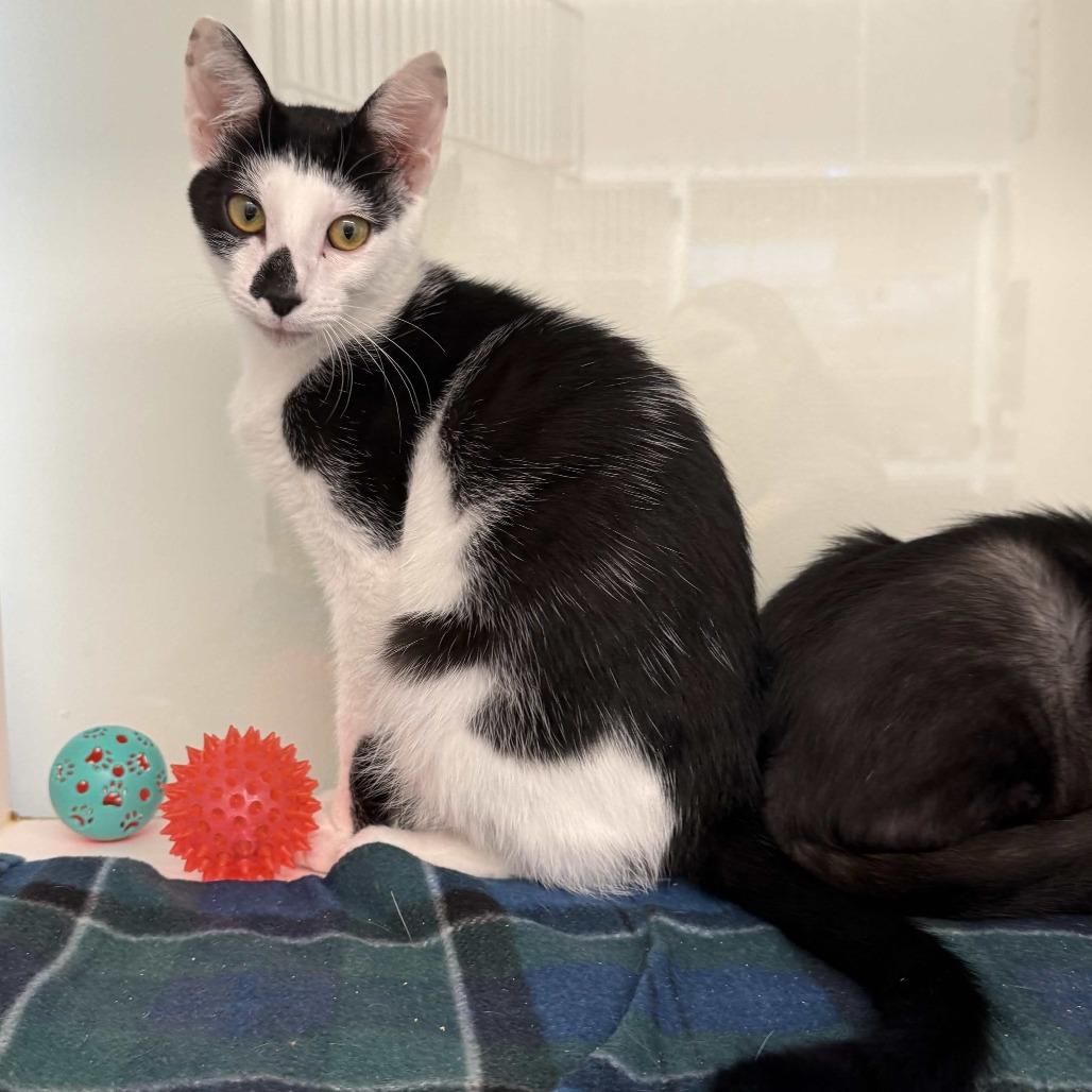 Enlarge Morgan, a Adoptable Domestic Short Hair in Beaumont, TX image 2/5