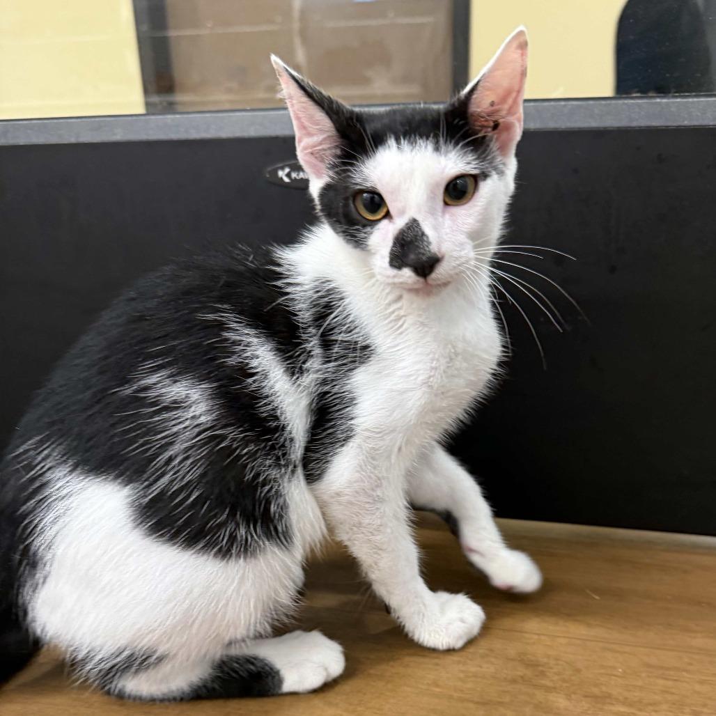 Enlarge Morgan, a Adoptable Domestic Short Hair in Beaumont, TX image 3/5