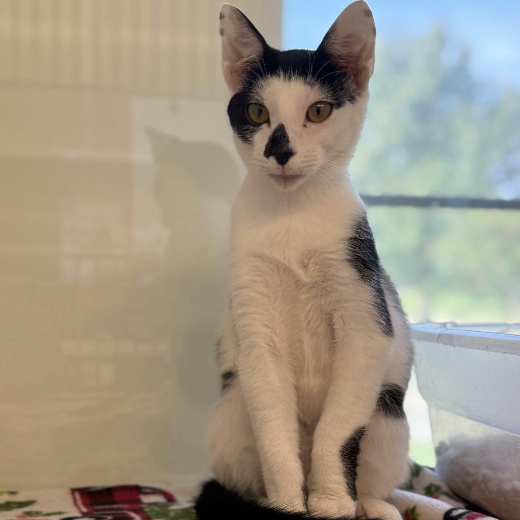 Enlarge Morgan, a Adoptable Domestic Short Hair in Beaumont, TX image 4/5