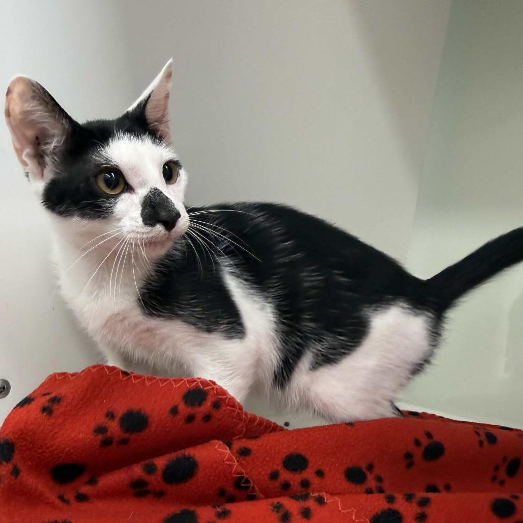 Enlarge Morgan, a Adoptable Domestic Short Hair in Beaumont, TX image 5/5