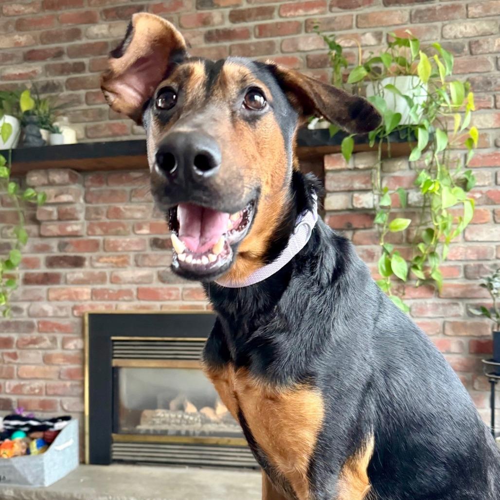 Enlarge Sunny, a Adoptable mixed breed in Canastota, NY image 3/6