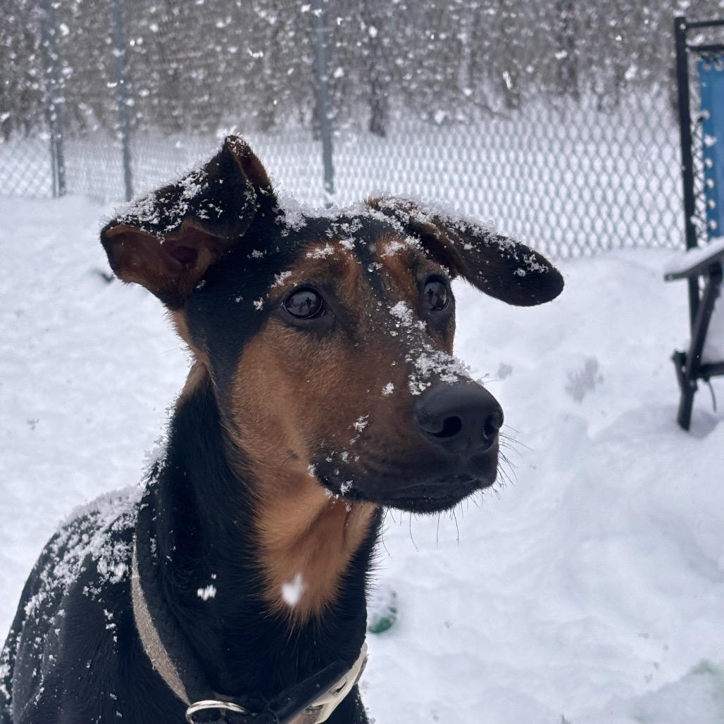 Enlarge Sunny, a Adoptable mixed breed in Canastota, NY image 6/6