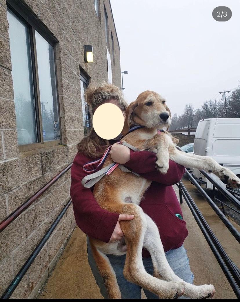 Enlarge Johnny - Local Cutie, a Adoptable mixed breed in Andover, MA image 5/6