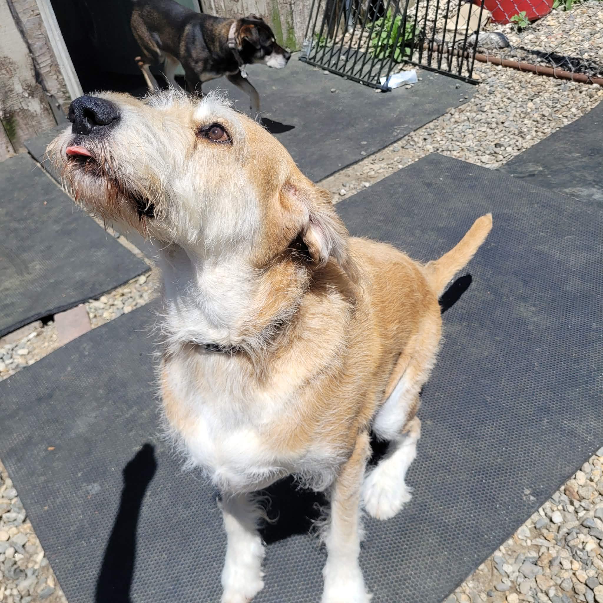 Enlarge Johnny - Local Cutie, a Adoptable mixed breed in Andover, MA image 4/6