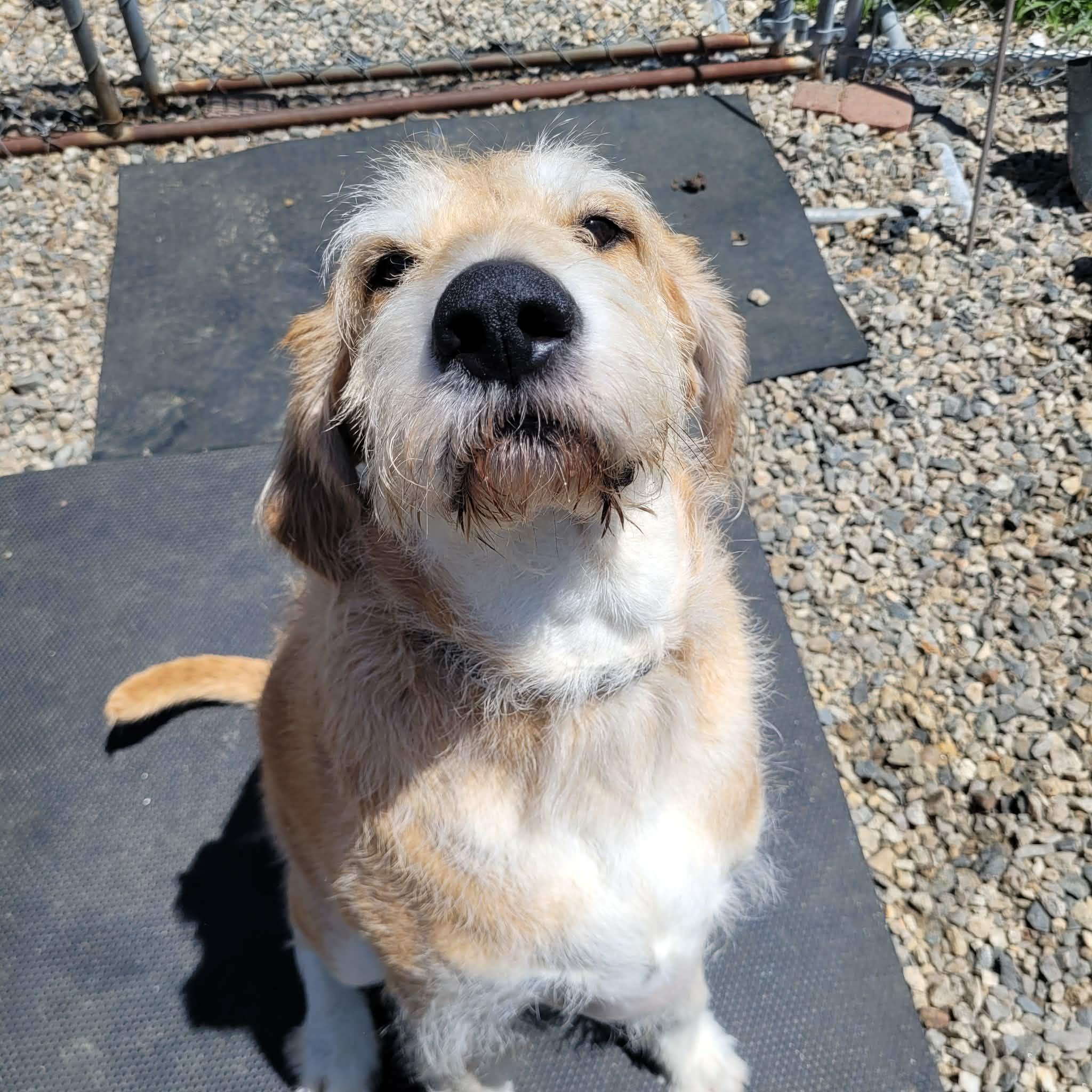 Enlarge Johnny - Local Cutie, a Adoptable mixed breed in Andover, MA image 6/6