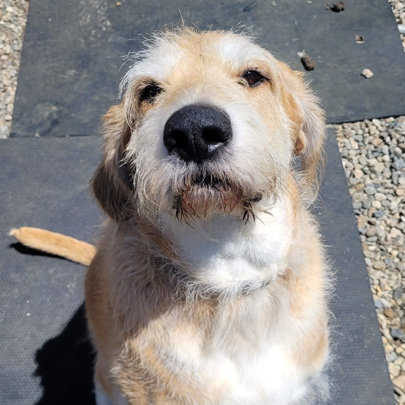 Enlarge Johnny - Local Cutie, a Adoptable mixed breed in Andover, MA image 1/6