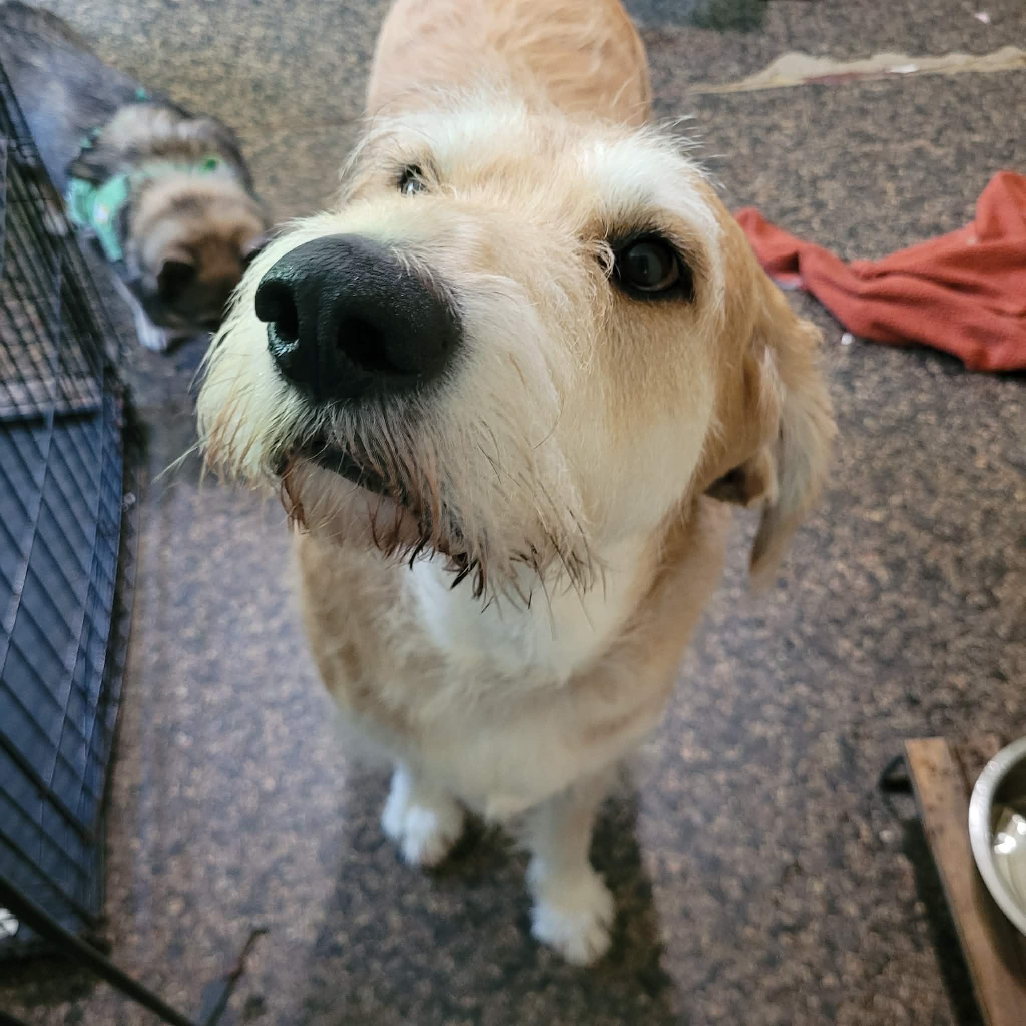 Enlarge Johnny - Local Cutie, a Adoptable mixed breed in Andover, MA image 2/6