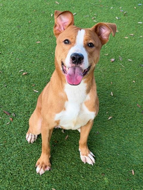 KING, Adoptable, Young Male Labrador Retriever & Mixed Breed.