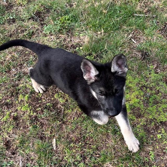 Enlarge Willow, a Adoptable mixed breed in Seattle, WA image 5/6
