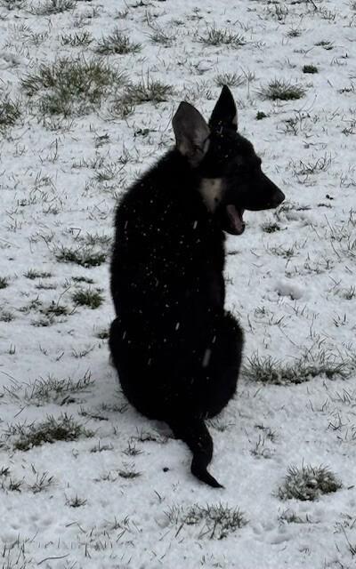 Enlarge Willow, a Adoptable mixed breed in Seattle, WA image 6/6