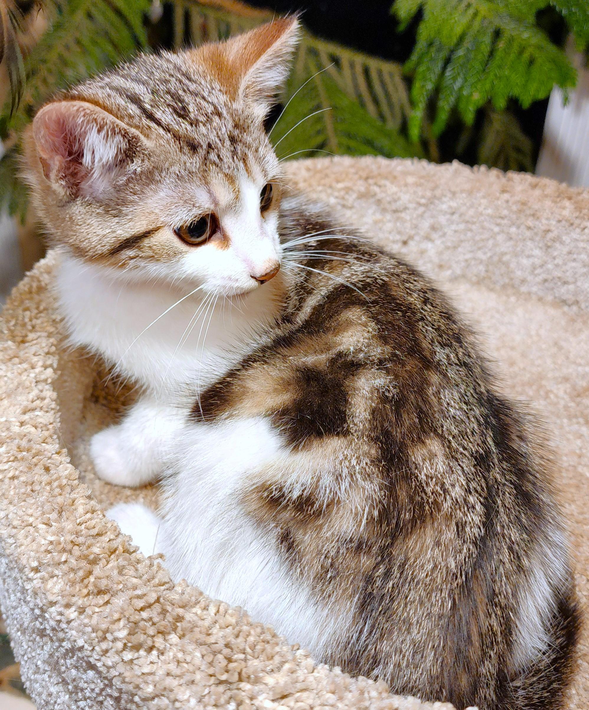 MARVELOUS MOXIE!