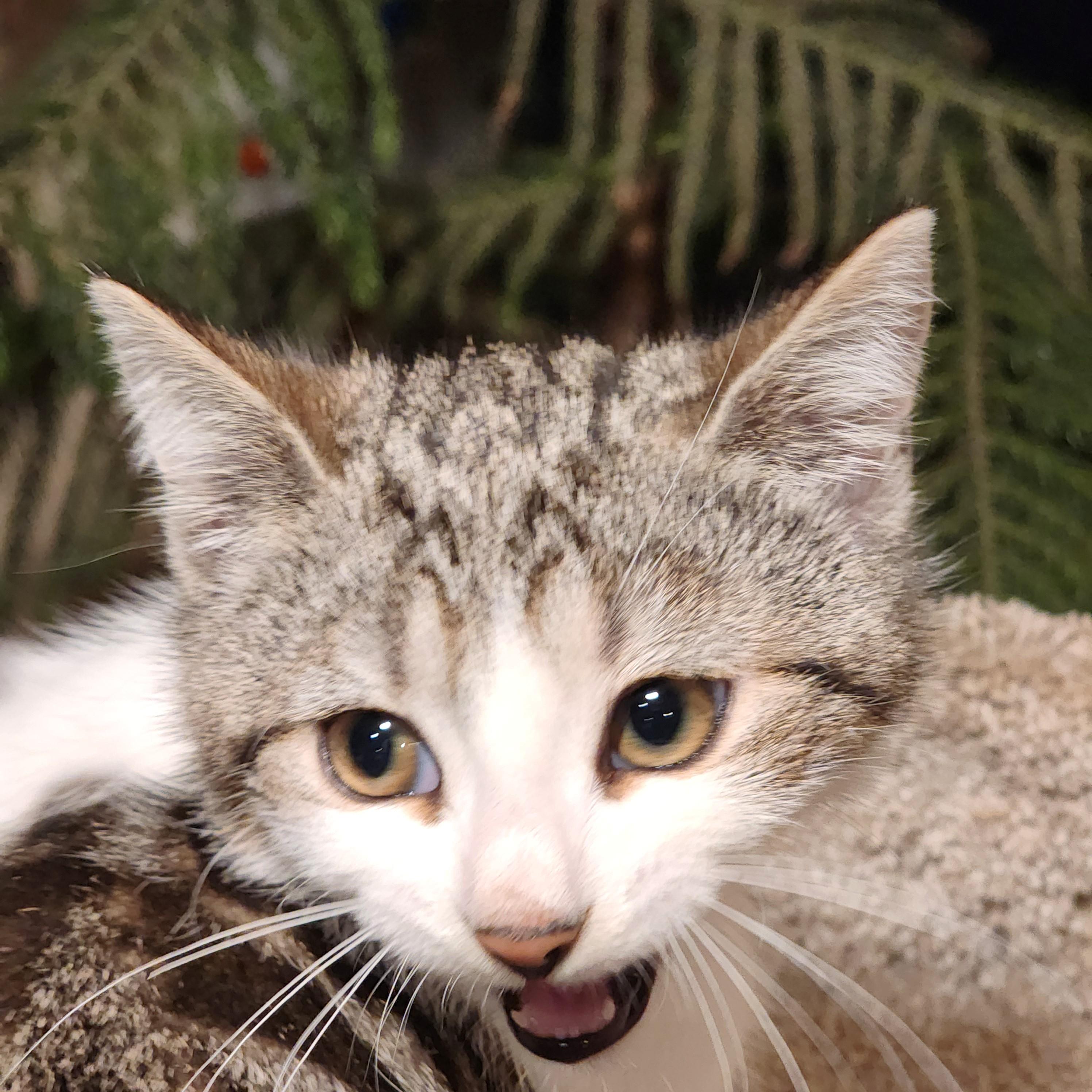 MARVELOUS MOXIE!