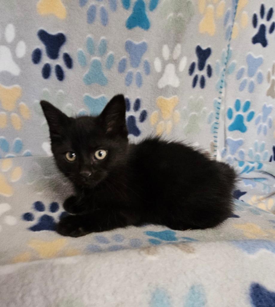 Enlarge Chico, a Adoptable mixed breed in Wabash, IN image 3/3