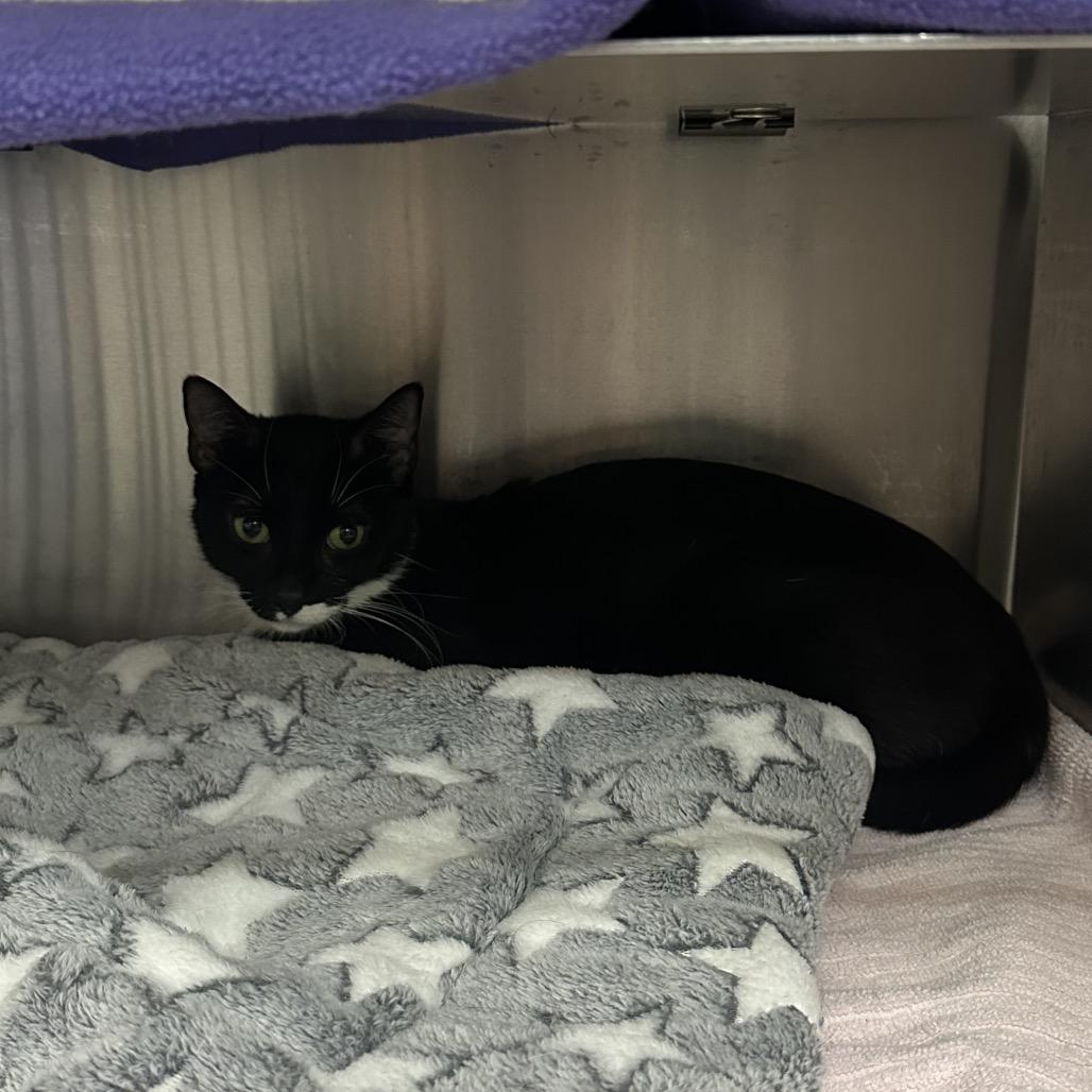 Eclipse, Adoptable, Young Female Domestic Short Hair.