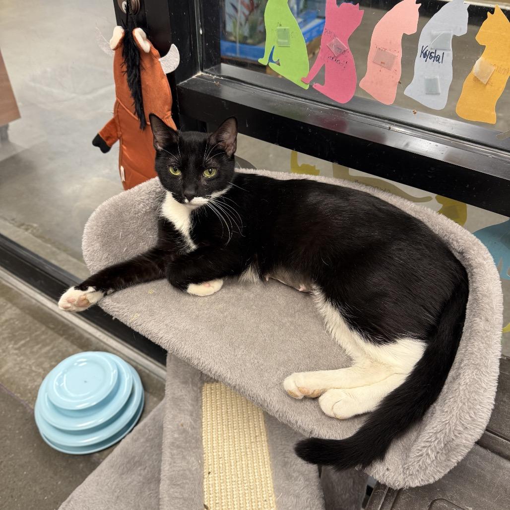 Enlarge Eclipse, a Adoptable Domestic Short Hair in Hamburg, NY image 2/2