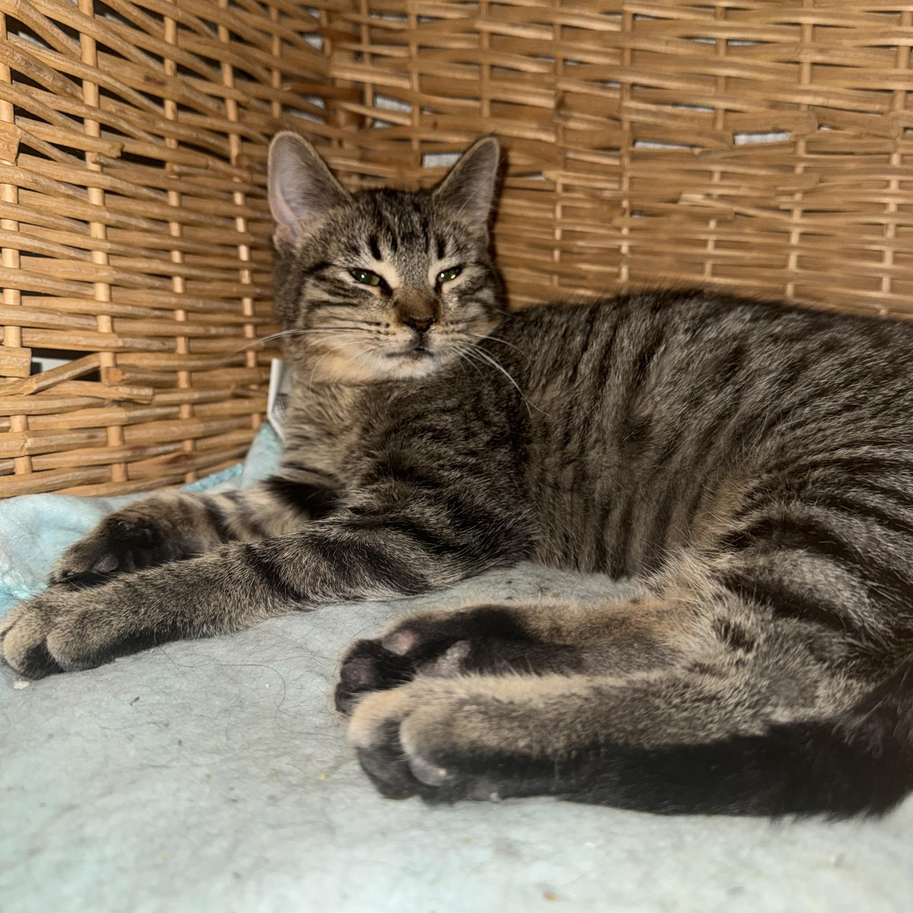 Birdie  --  (jm), Adoptable, Kitten Female Domestic Short Hair.