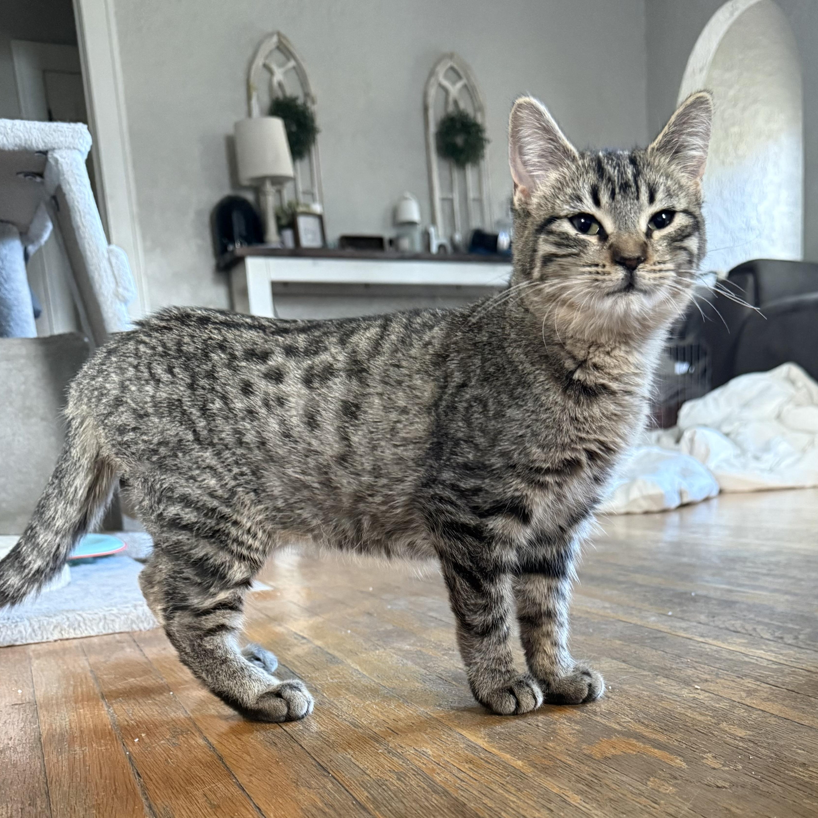 Enlarge Birdie  --  (jm), a Adoptable mixed breed in Council Bluffs, IA image 3/3