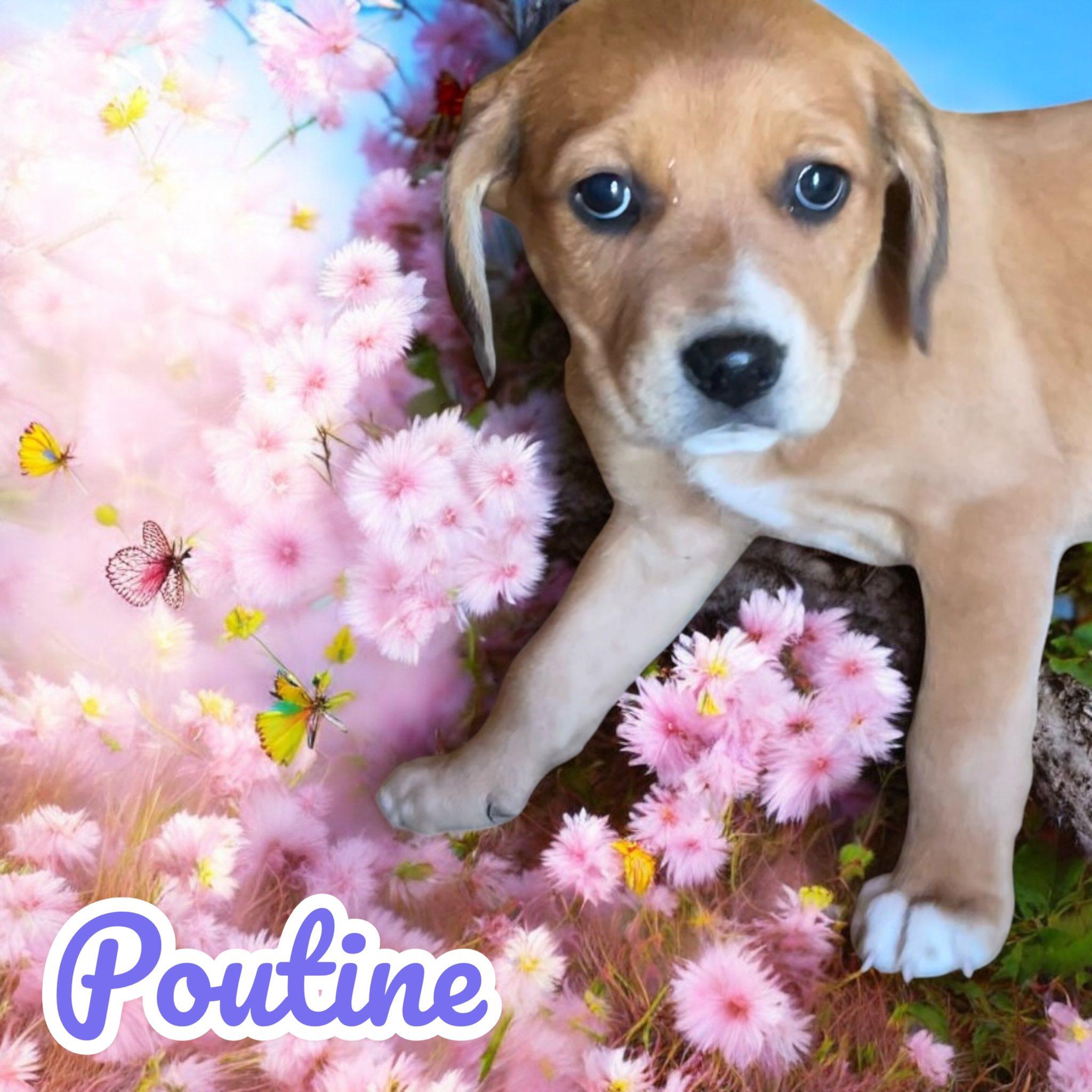 Enlarge Poutine, a Adoptable mixed breed in Milford, CT image 4/6