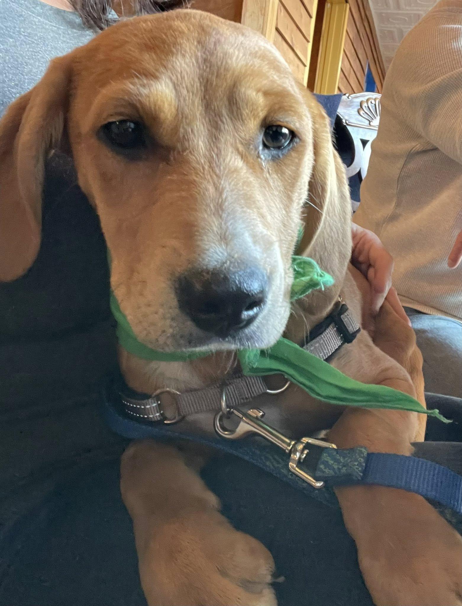 Enlarge Poutine, a Adoptable mixed breed in Milford, CT image 3/6