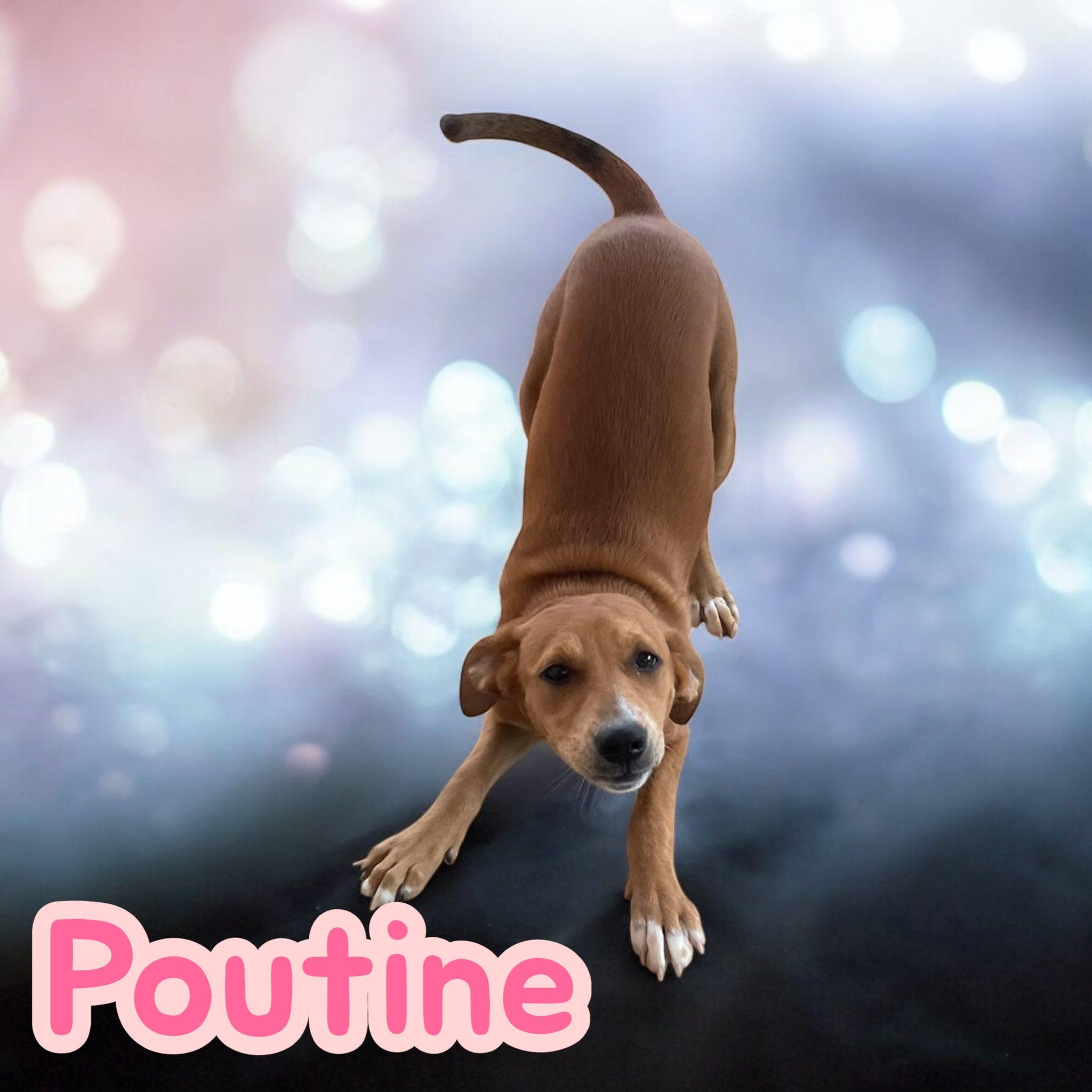 Poutine, Adoptable, Puppy Female Hound.