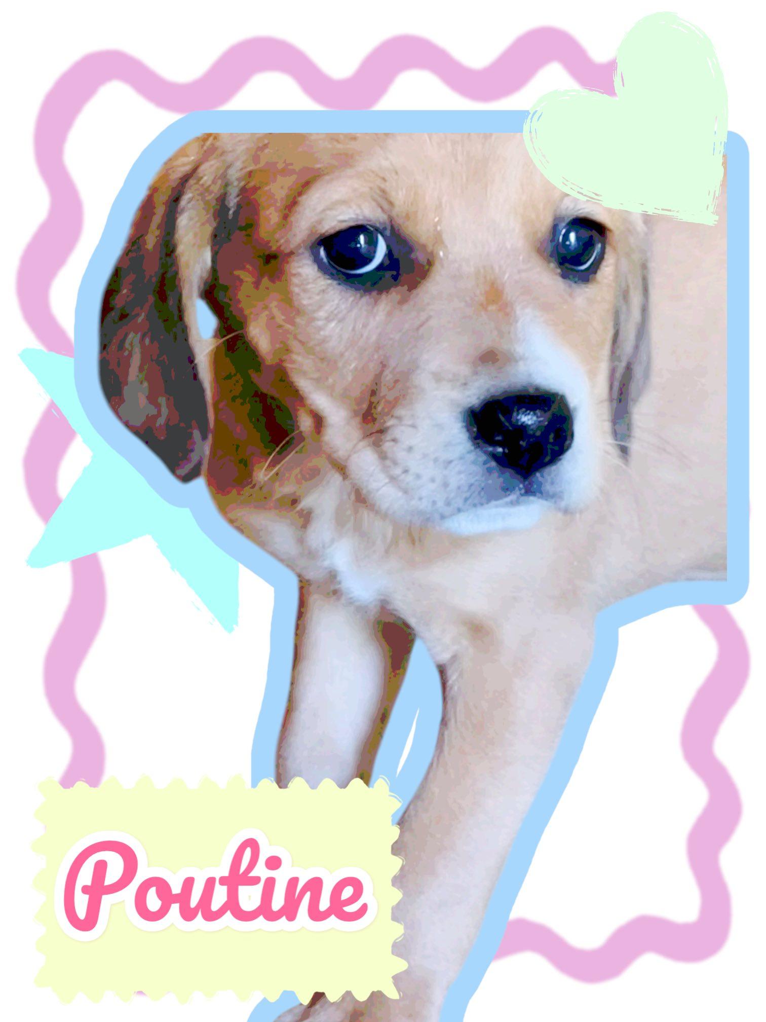 Enlarge Poutine, a Adoptable mixed breed in Milford, CT image 6/6