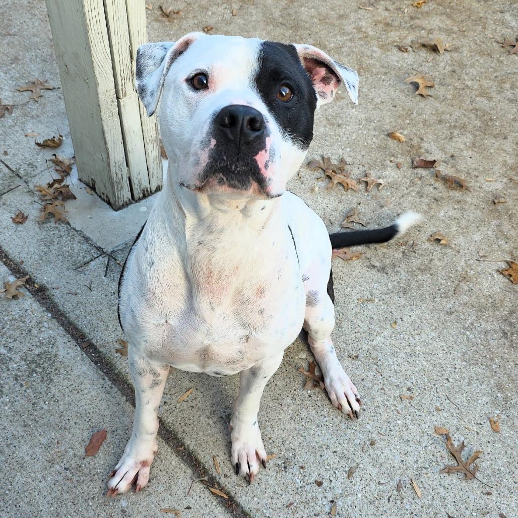 Zac, Adoptable, Adult Male Pit Bull Terrier.