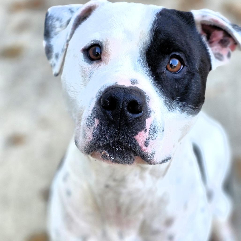 Zac, a Adoptable Pit Bull Terrier in Michigan City, IN image 2/6