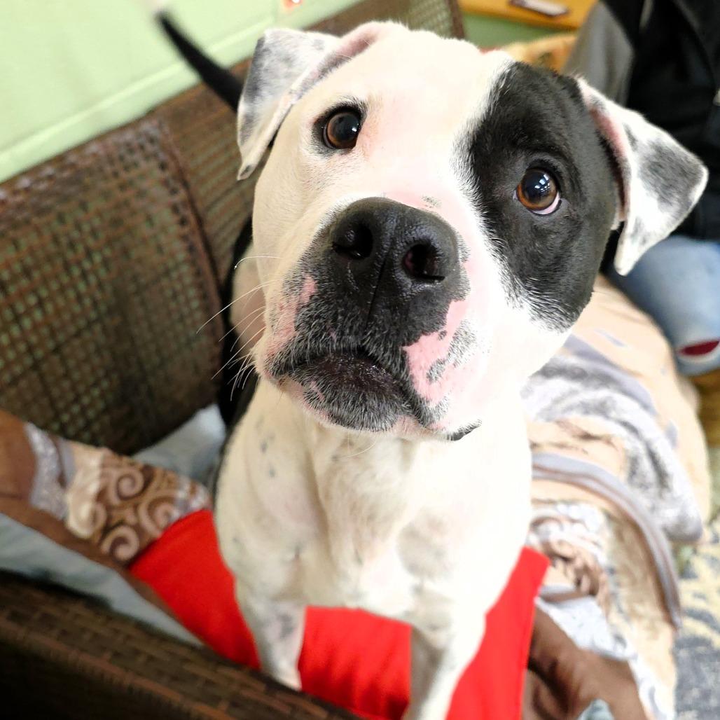 Zac, a Adoptable Pit Bull Terrier in Michigan City, IN image 3/6