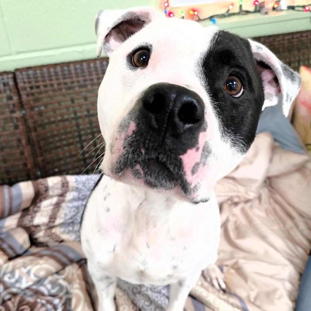 Zac, a Adoptable Pit Bull Terrier in Michigan City, IN image 4/6