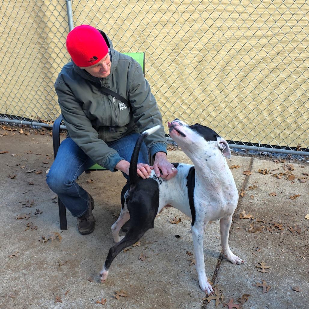 Zac, a Adoptable Pit Bull Terrier in Michigan City, IN image 5/6