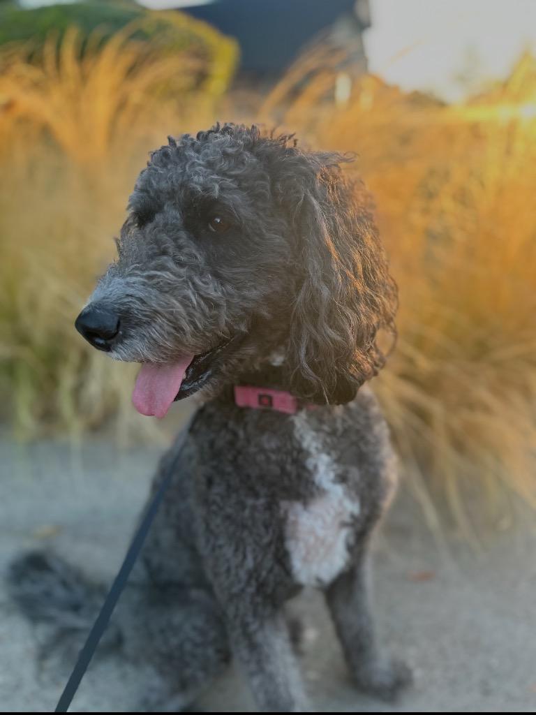 25Lilly, an adoptable Bernedoodle in Shingle Springs, CA, 95682 | Photo Image 1