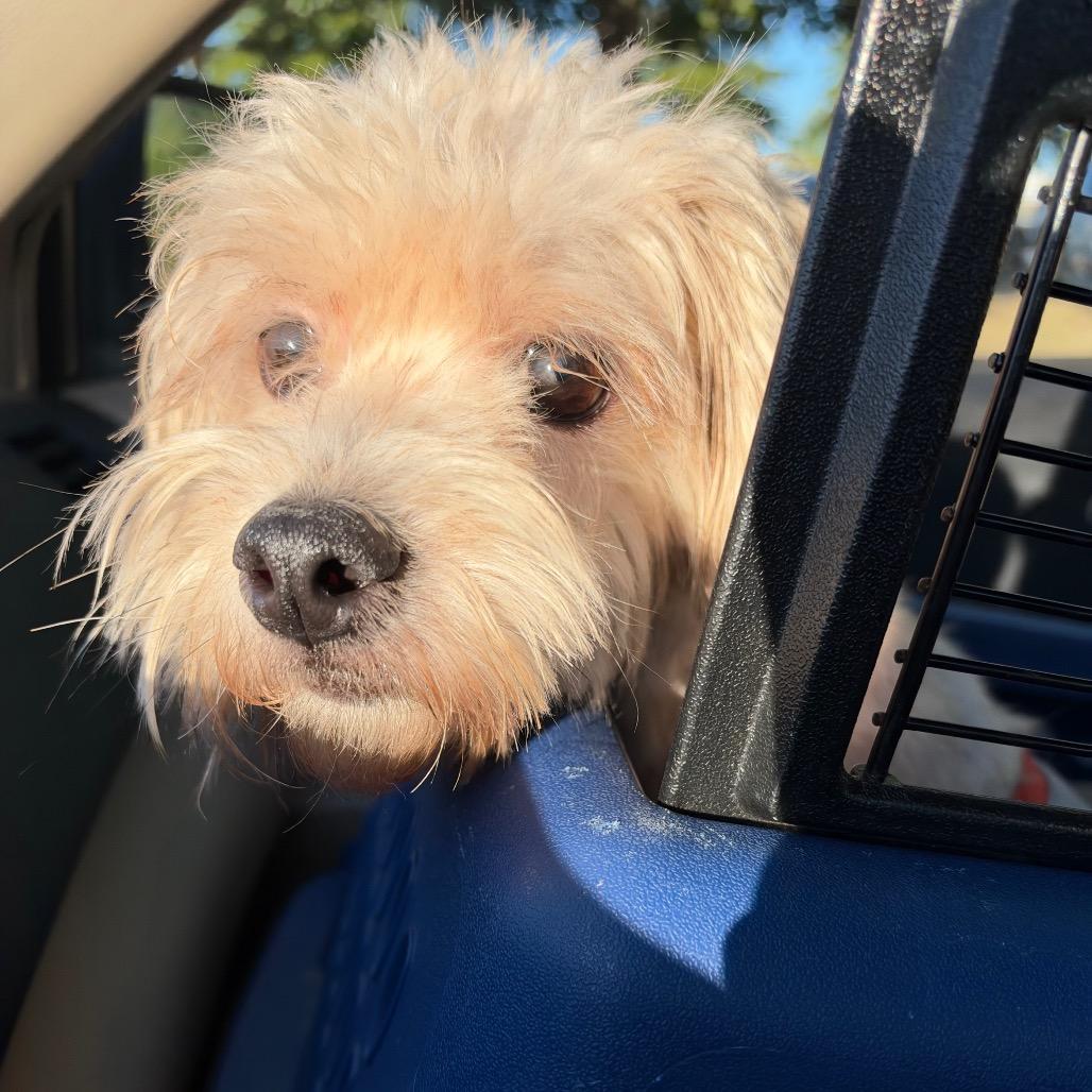 Benny photo