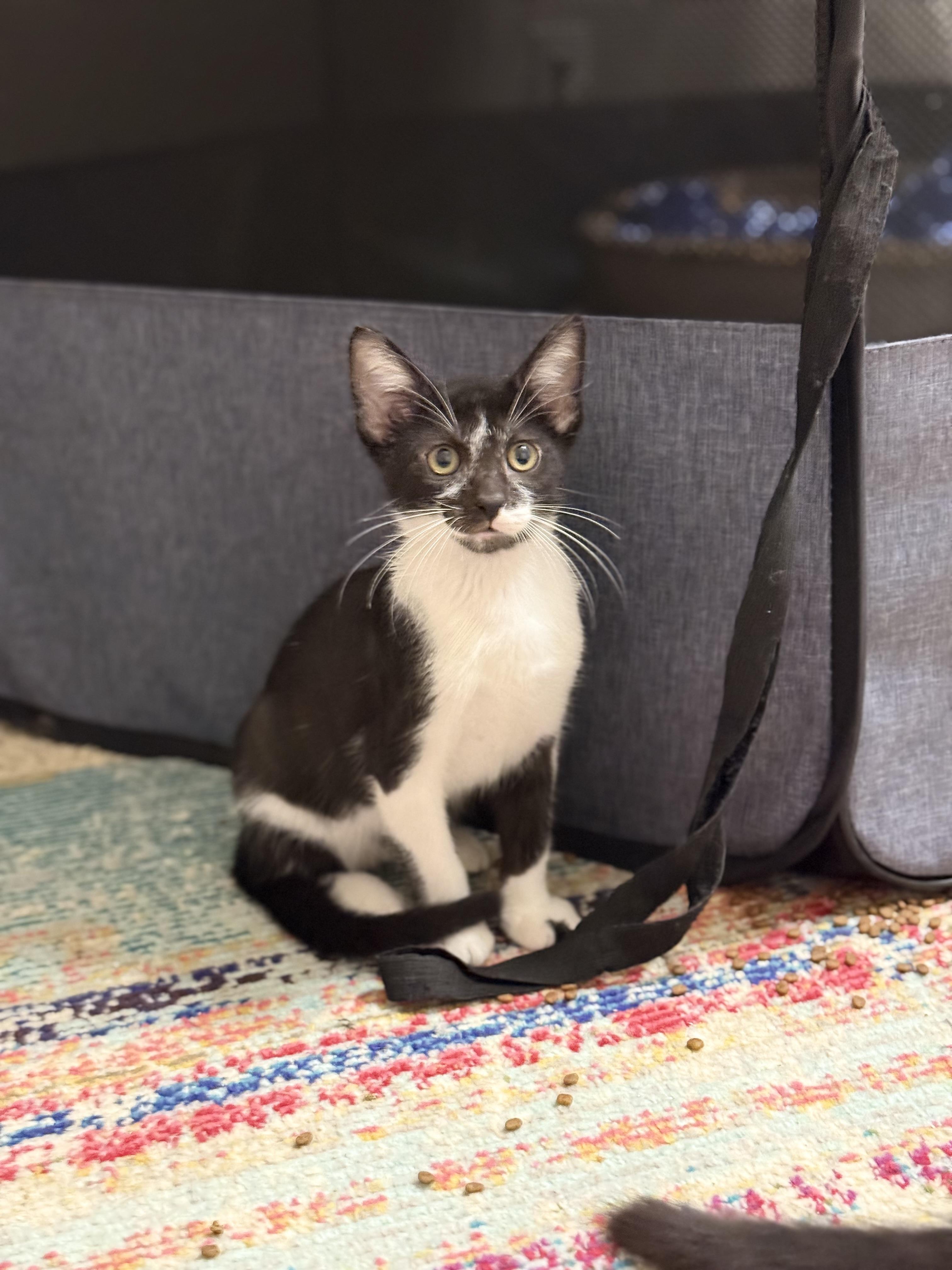 Frodo, ADOPTABLE, Young Male Domestic Short Hair.
