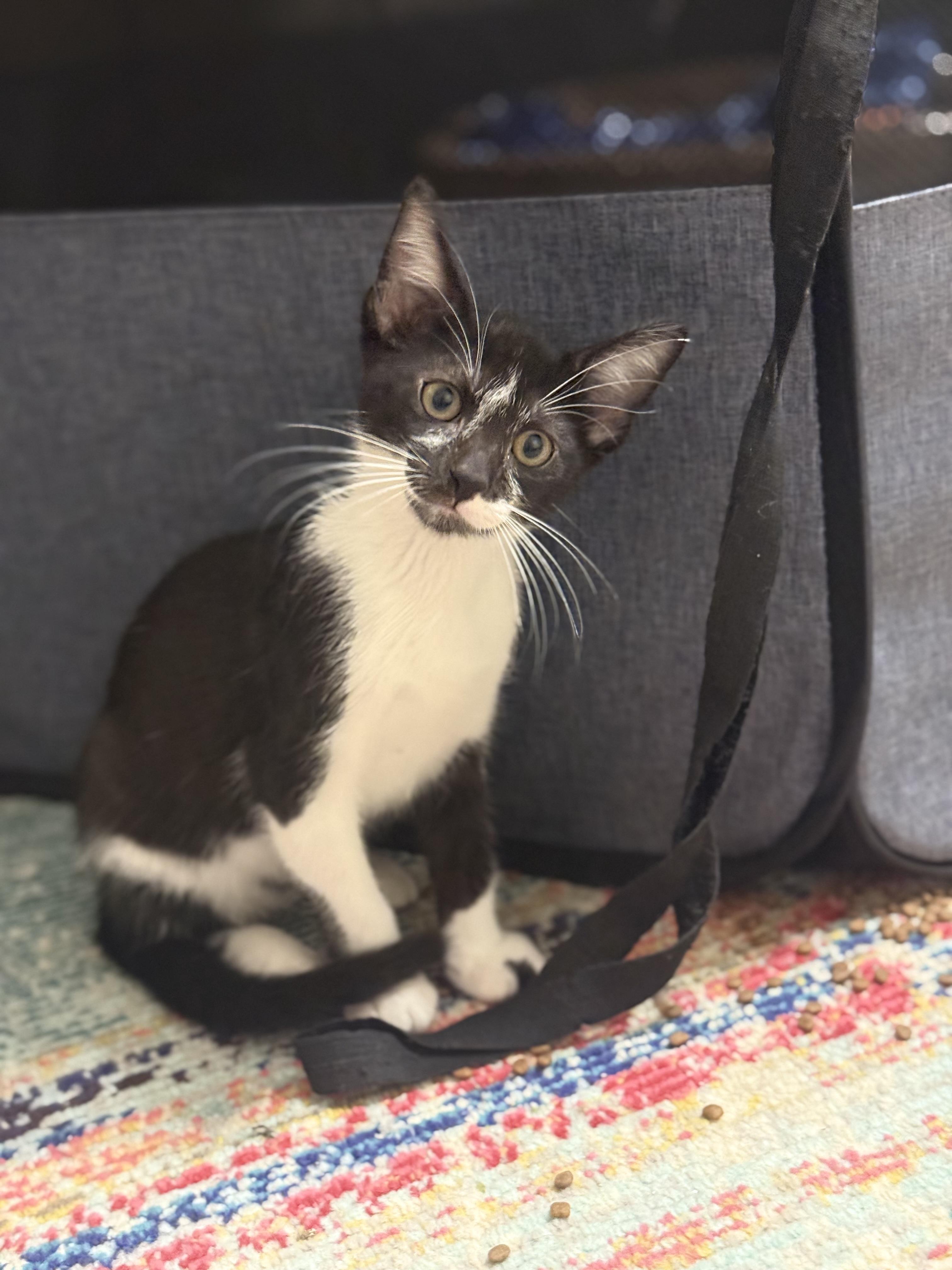 Enlarge Frodo, a ADOPTABLE Domestic Short Hair in Magnolia, TX image 2/2