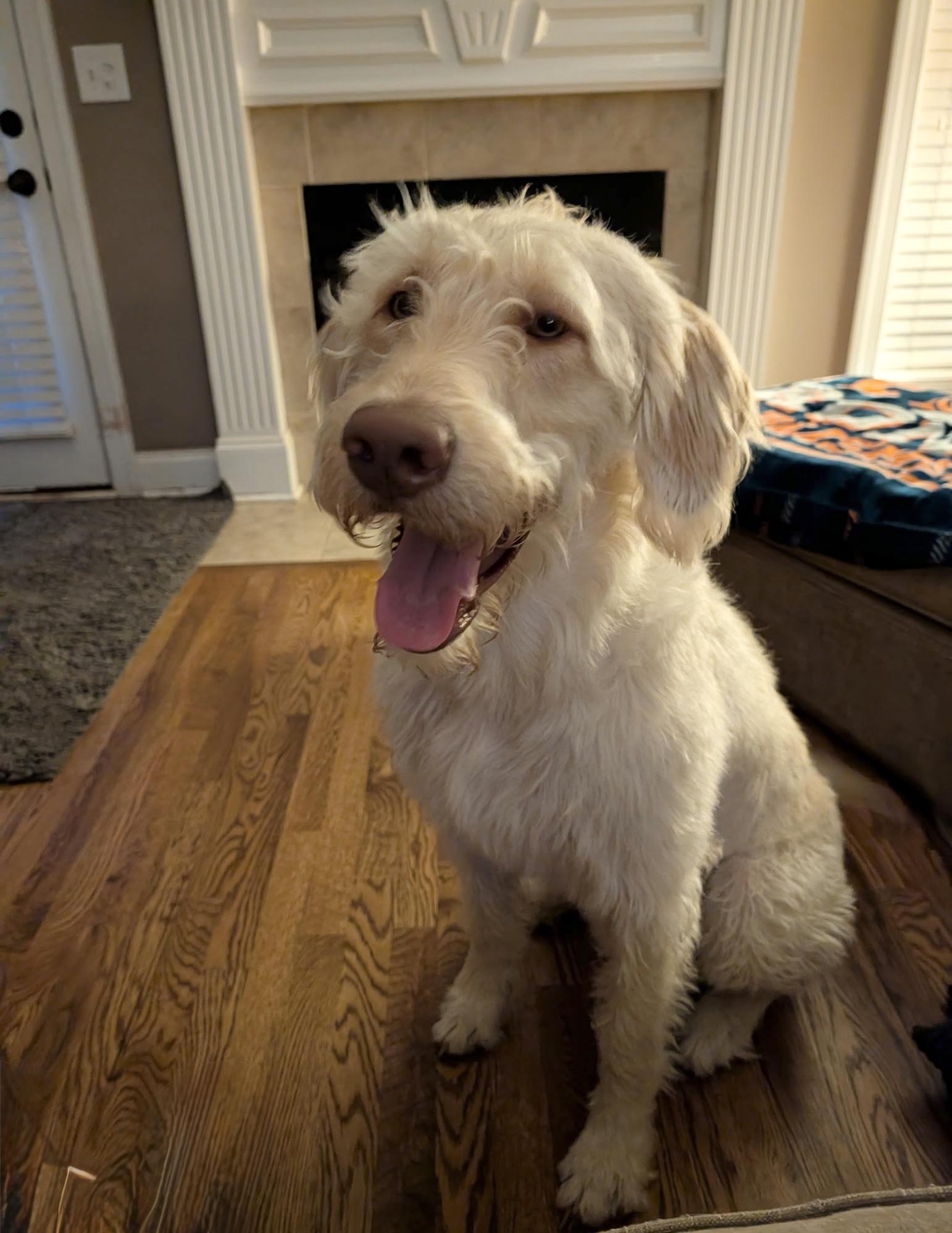 Darling Zack, a ADOPTABLE Labradoodle in West Hartford , CT image 5/5