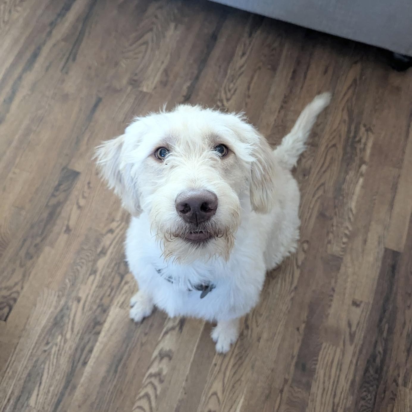 Darling Zack, ADOPTABLE, Young Male Labradoodle.
